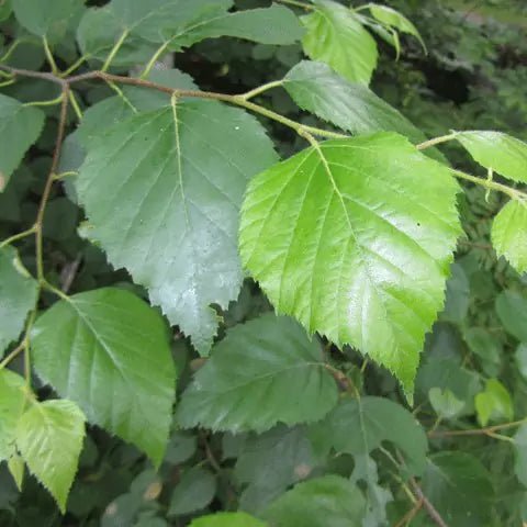 BIRCH LEAVES crushed - Natural Nordic